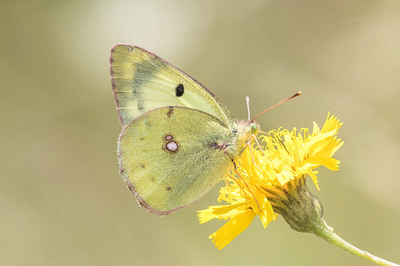 Colias alfacariensis - 7571 - Manre - 1/08/20