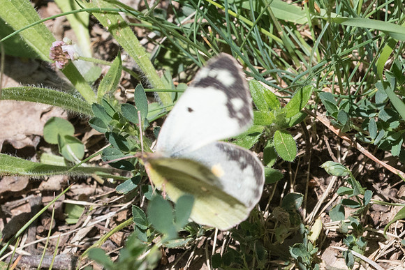 Colias crocea f helice - 8575 - Cipières - 17/05/21