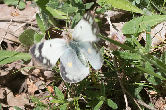 Colias crocea f helice-8569 - Cipières - 700m - 17/05/21