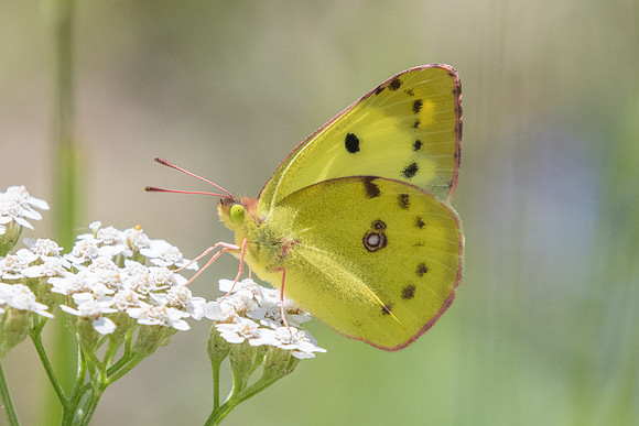 Colias crocea (Souci) - Fontainebleau - 24/06/20
