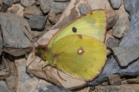 Colias hiale-59 - Col de Larche - 29/06/21