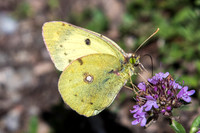 Colias hyale -4744 - Vallée de la Clarée - 3/07/20 (luzerne)