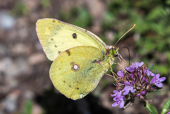 Colias hyale -4744 - Vallée de la Clarée - 3/07/20 (luzerne)