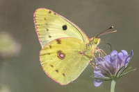 Colias hyale-3425 - Argentière la bessée - 19/07/22