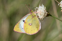 Colias hyale ♀-2001 - Cipieres - 26/09/20