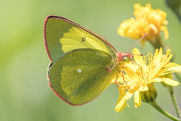 Colias palaeno-1829 - Noël-Cerneux - 11/06/22
