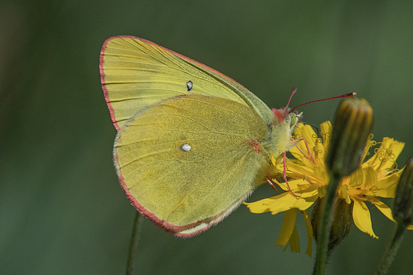Colias palaeno - 1787 - Noël-Cerneux - 11/06/22
