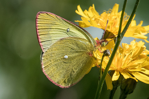 Colias palaeno - 1775 - Noël-Cerneux - 11/06/22