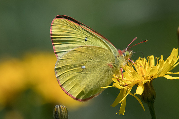 Colias palaeno-1889 - Noël-Cerneux - 11/06/22