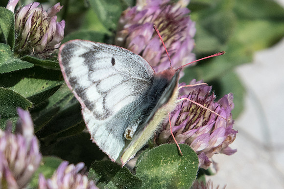 Colias phicomone-7163 - Termignon - 15/07/22