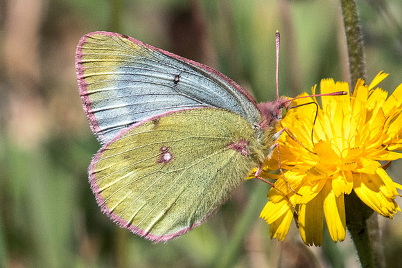 Colias phicomone-5313 - Nevache - 21/07/22