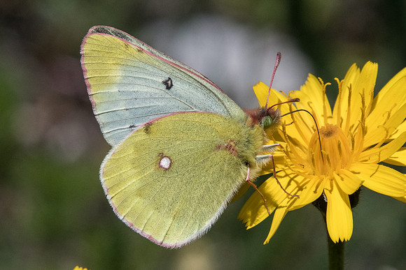 Colias phicomone-2214 - Nevache - 2/07/21