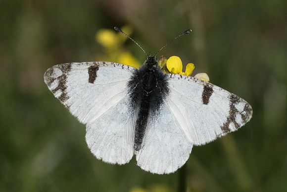 Euchloe crameri-3808 - Castellar - 9/05/21