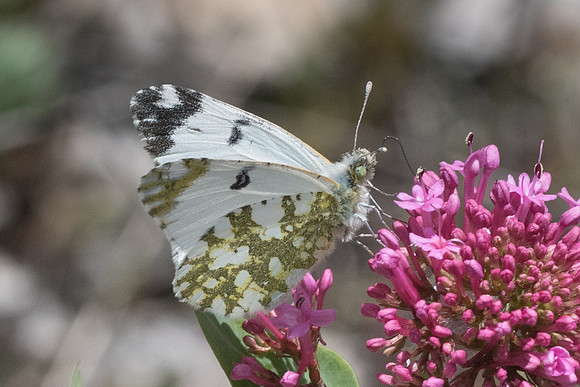 Euchloe crameri - 0164 - Gourdon - 19/05/21