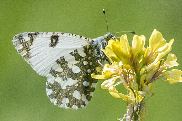 Euchloe crameri-3745 - Castellar - 9/05/21