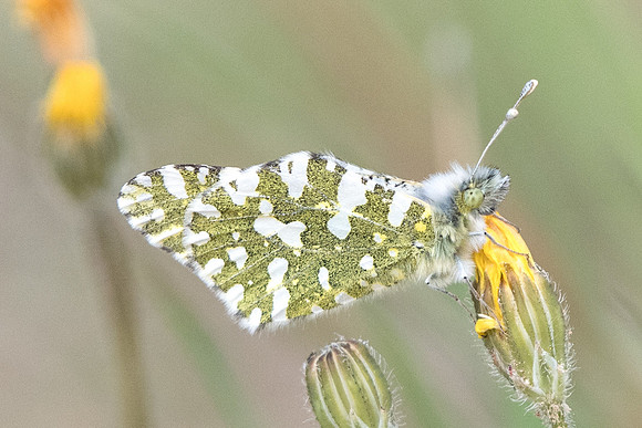 Euchloe crameri-6099 - Cotignac - 20/04/19