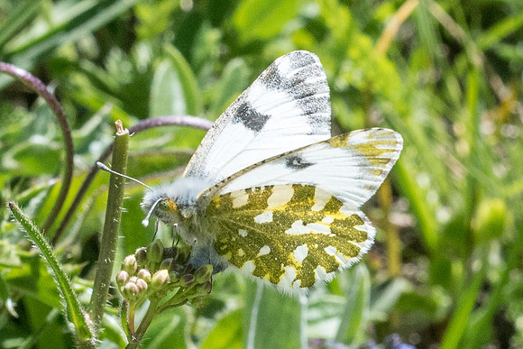 Euchloe simplonia - 2064 - Nevache - 2/07/21