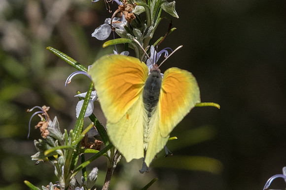Gonepteryx cleopatra - Barjols - 18/04/19