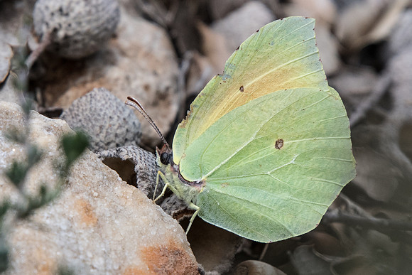 Gonepteryx cleopatra (Citron de Provence) - Cotignac - 20/04/19