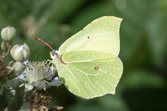 Gonepteryx rhamni - 4124 - Croissy-Beaubourg - 3/07/22