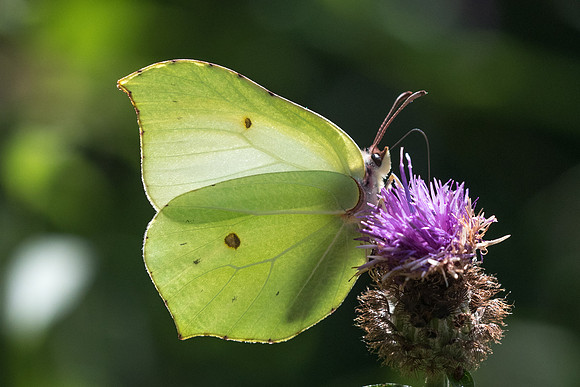 Gonepteryx rhamni-6337- Lesigny - 12/08/21