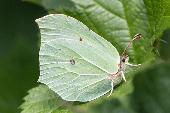 Gonepteryx rhamni ♀ - 4217 - Croissy-Beaubourg -  3/07/22