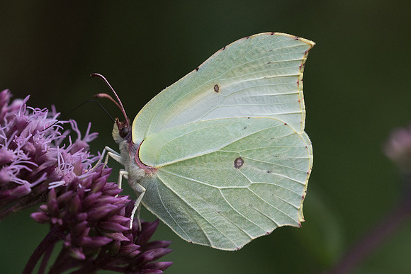 Gonepteryx rhamni ♀-6347 - Lesigny - 12/08/21