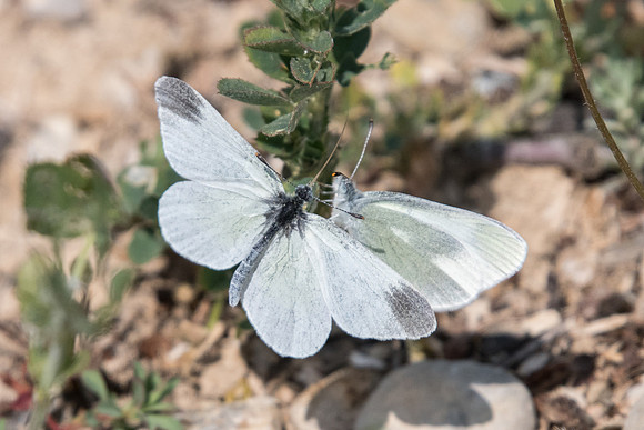 Leptidea duponcheli (Piéride du sainfoin) - Cotignac -  19/04/19