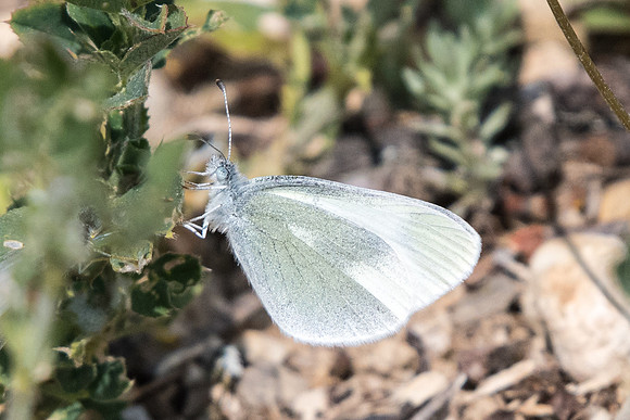 Leptidea duponcheli (Piéride du sainfoin) - Cotignac - 19/04/19