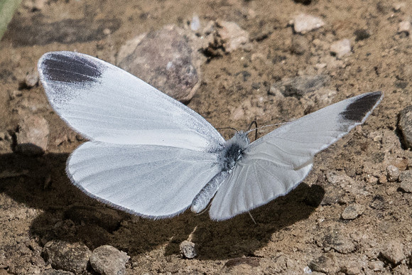 Leptidea sinapis - 7300 - Nohedes - 23/07/23