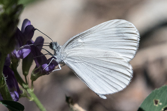 Leptidea sinapis-3716 - Argentière la Bessée - 2/07/20