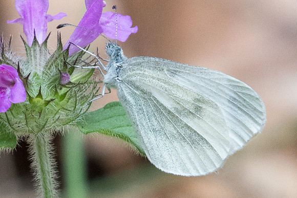Leptidea sinapis - 2288 - Nohedes - 16/07/23
