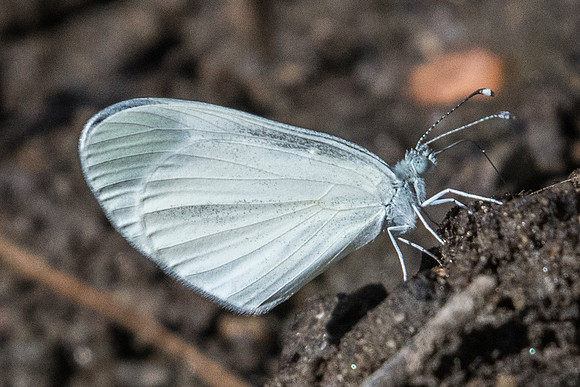 Leptidea sinapis - 7247 - Nohedes - 23/07/23