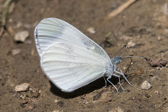 Leptidea sinapis-7303 - Nohedes - 23/07/23