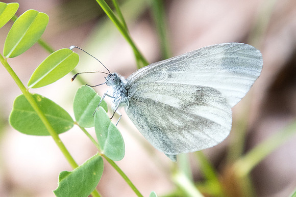 Leptidea sinapsis - 5745 - Châtillon sur seine - 26/05/22