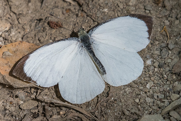 Pieris brassicae ♂-7271 - Nohedes - 23/07/23