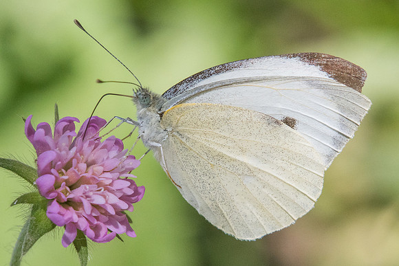 Pieris brassicae ♂-7262 - Nohedes - 23/07/23