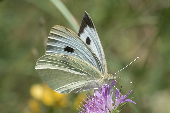 Pieris brassicae ♀-6470 Col de sansa (Real) - 21/07/23