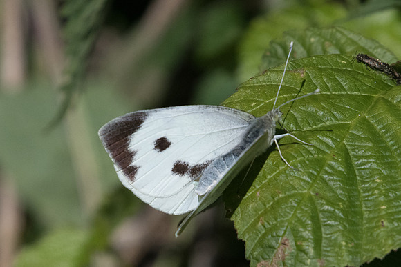 Pieris brassicae ♀ (Piéride du chou) -Roissy en Brie - 6/06/20