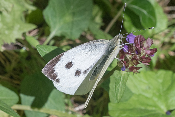 Pieris brassicae - 5432 - Château de Courances - 18/07/21