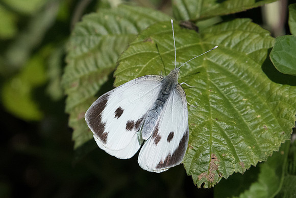 Pieris brassicae ♀ - Roissy en Brie - 6/06/20