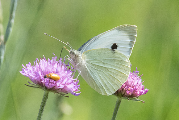 Pieris brassicae - 5765 - Gréolières - 26/06/20