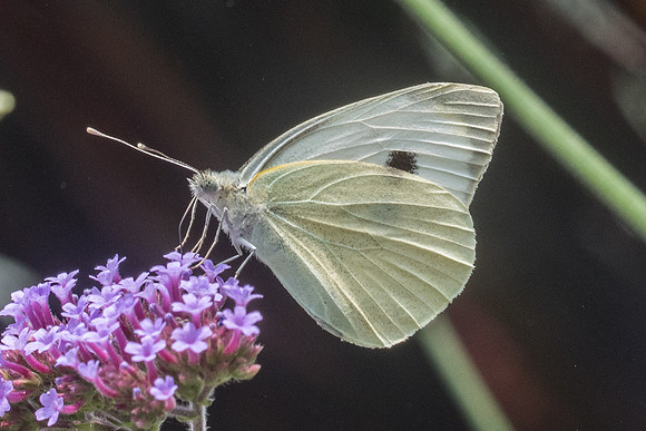 Pieris brassicae -7464 - Fontainebleau - 21/08/21