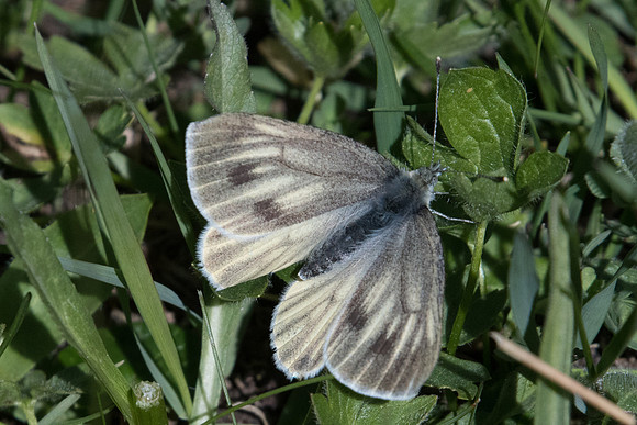 Pieris bryoniae ♀-1593 - Cervières -  1/07/21