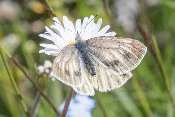 Pieris bryoniae ♀-1601 - Cervières - 1/07/21