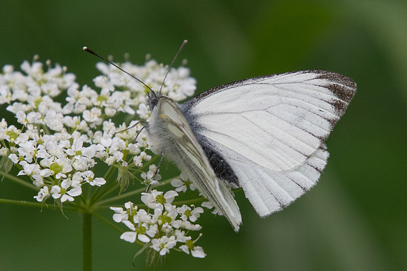 Pieris bryoniae ♂- 4926 - Estenc - 6/07/21