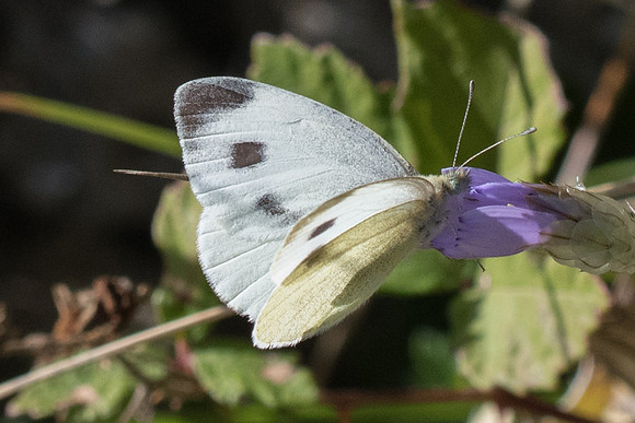 Pieris mannii ♀- 1700 - Cipières - 26/09/20