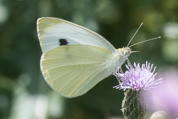 Pieris manii - 5848 - Llo - 20/07/23