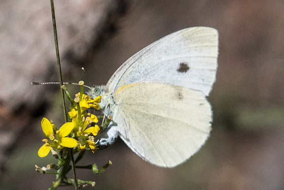 Pieris mannii - 4108 - Llo - 18/07/23