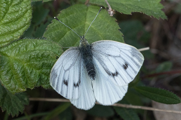 Pieris napi ♀- Fontainebleau -4680 - 30/04/22